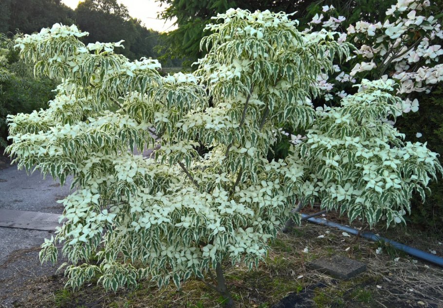 Дерен Коуза / Cornus Kousa