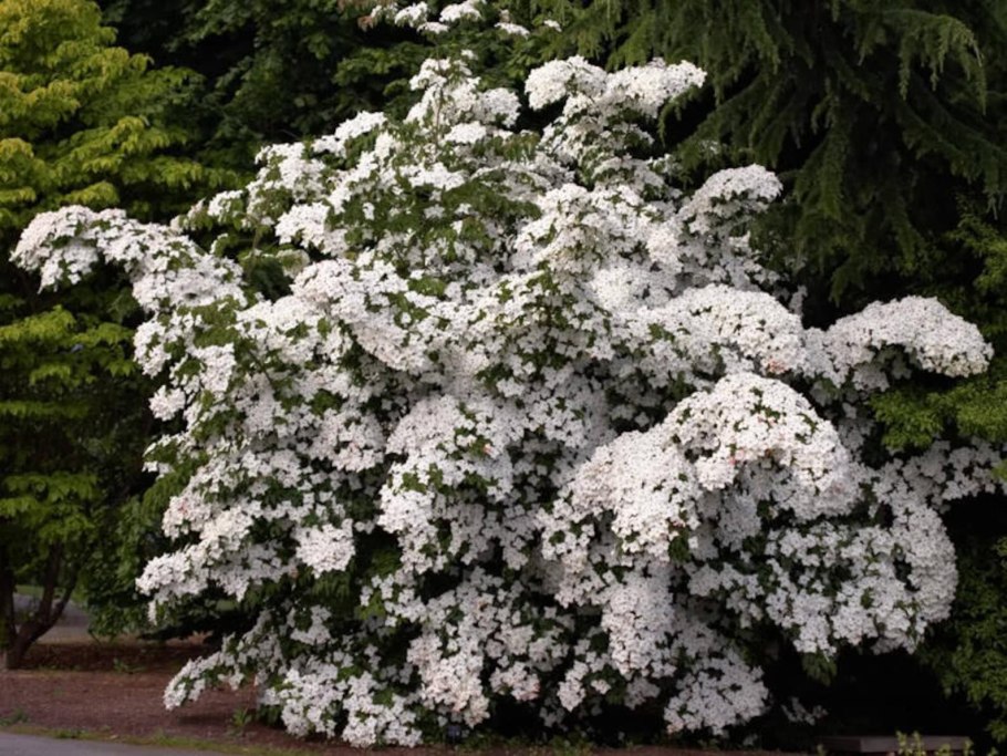 Дёрен Коуза (кизил японский). Cornus Kousa