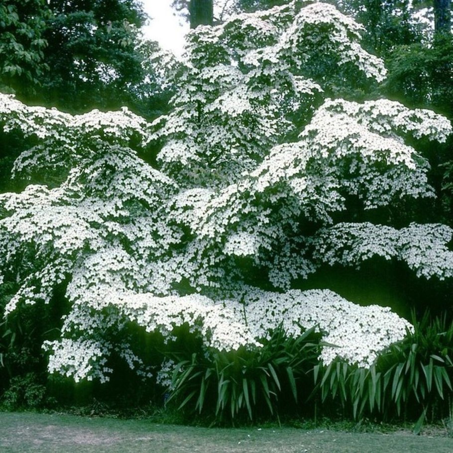 Дерен Cornus Kousa