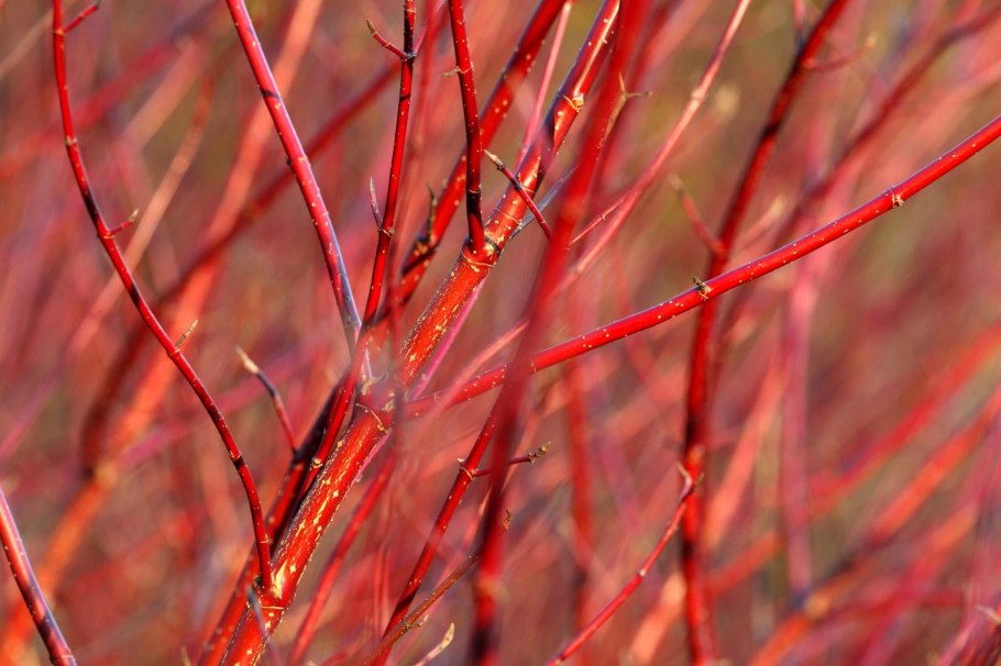 Cornus Alba sibirica Red