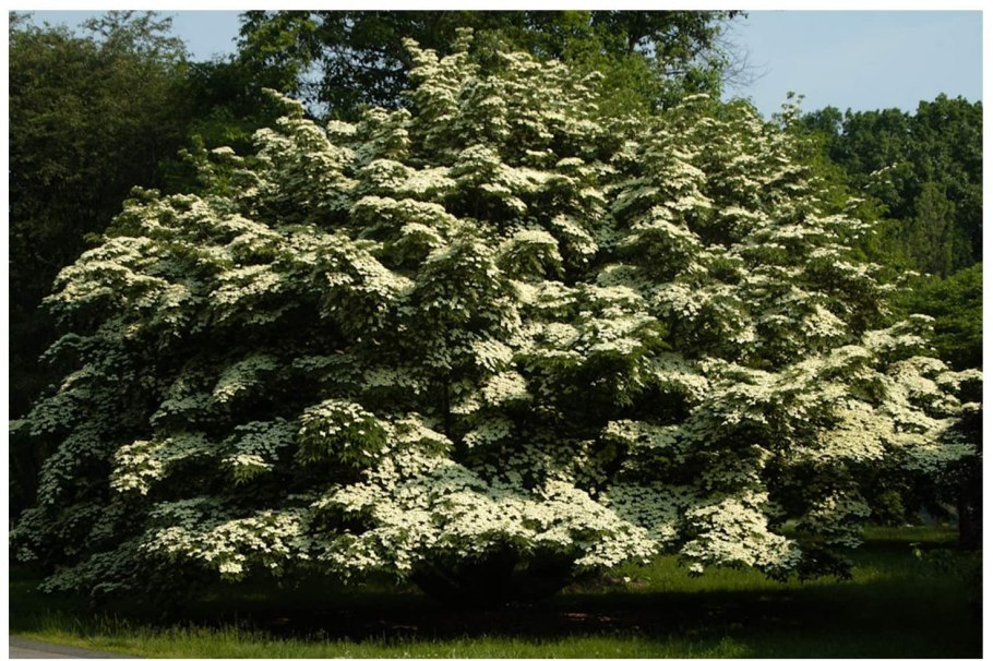 Дерен Коуза китайский