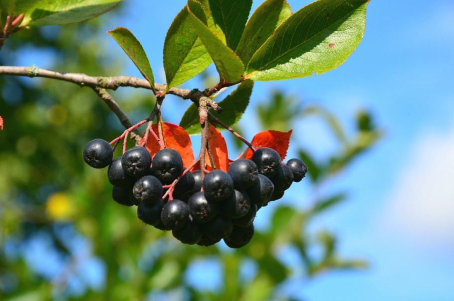 Арония Aronia melanocarpa