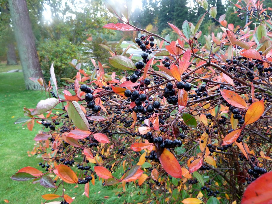 Арония черноплодная куст