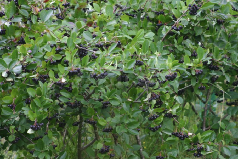 Арония черноплодная / Aronia mitschurinii