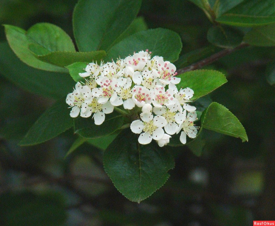 Арония Мичурина — Aronia mitschurinii