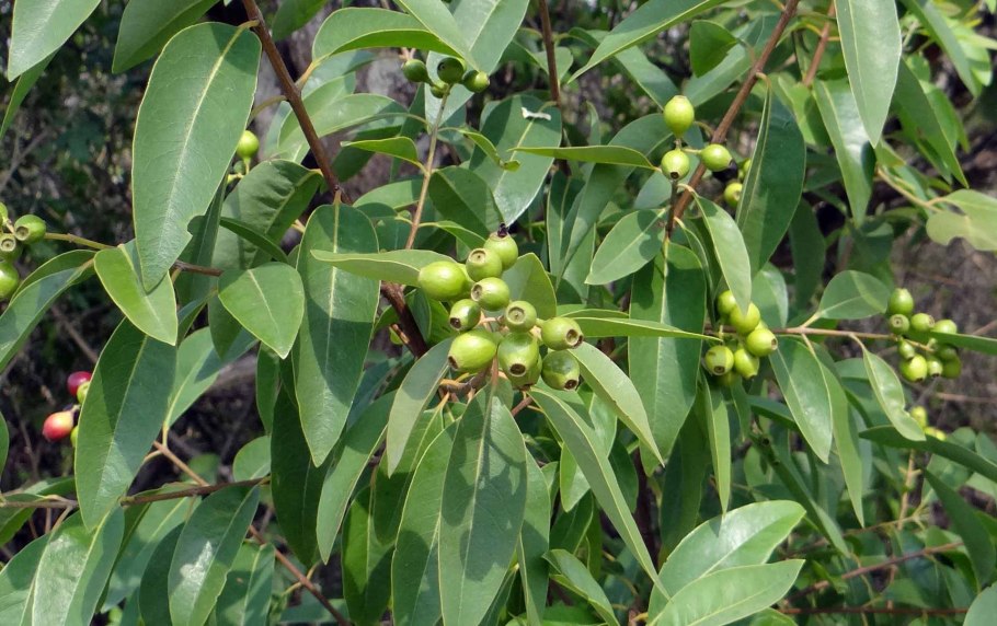 Амирис Сандал