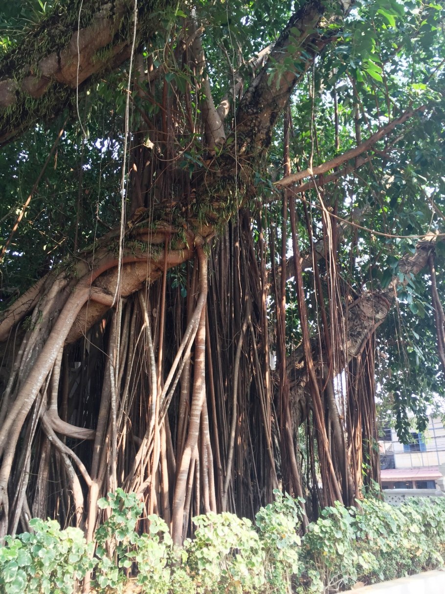 Сандаловое дерево Южной Индии