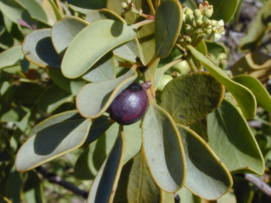 Santalum Sandalwood