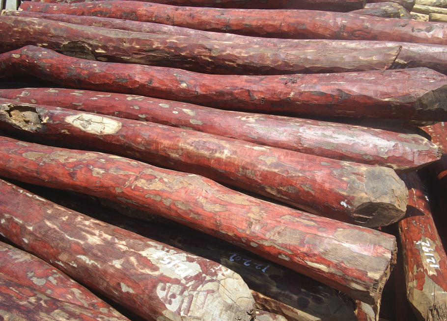 Индийский Сандал дерево