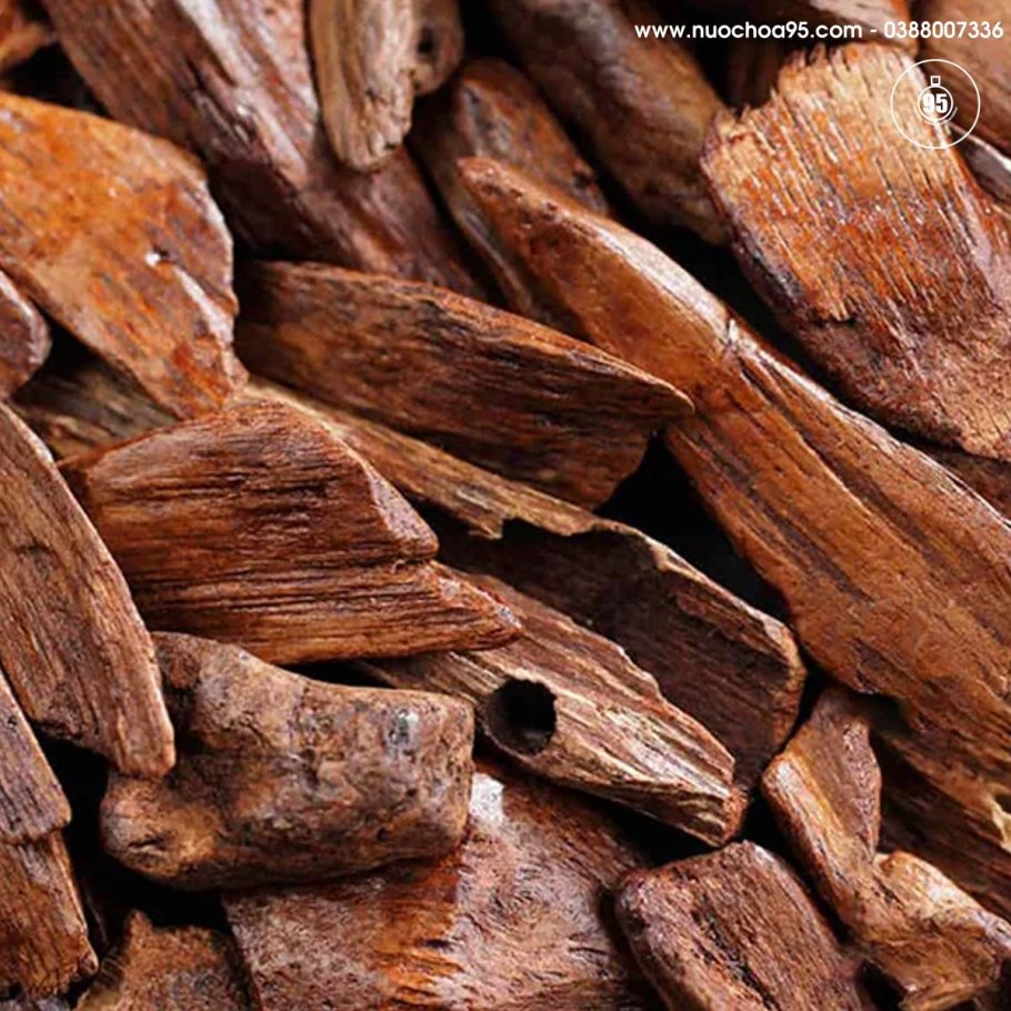 Сандаловое дерево Чили