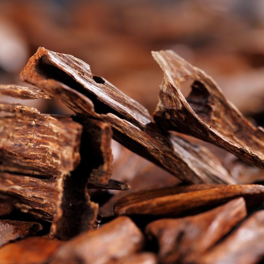 Сандаловое дерево Чили