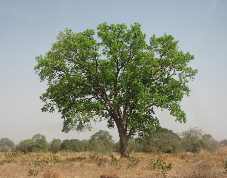 Красное дерево (Swietenia SPP.)
