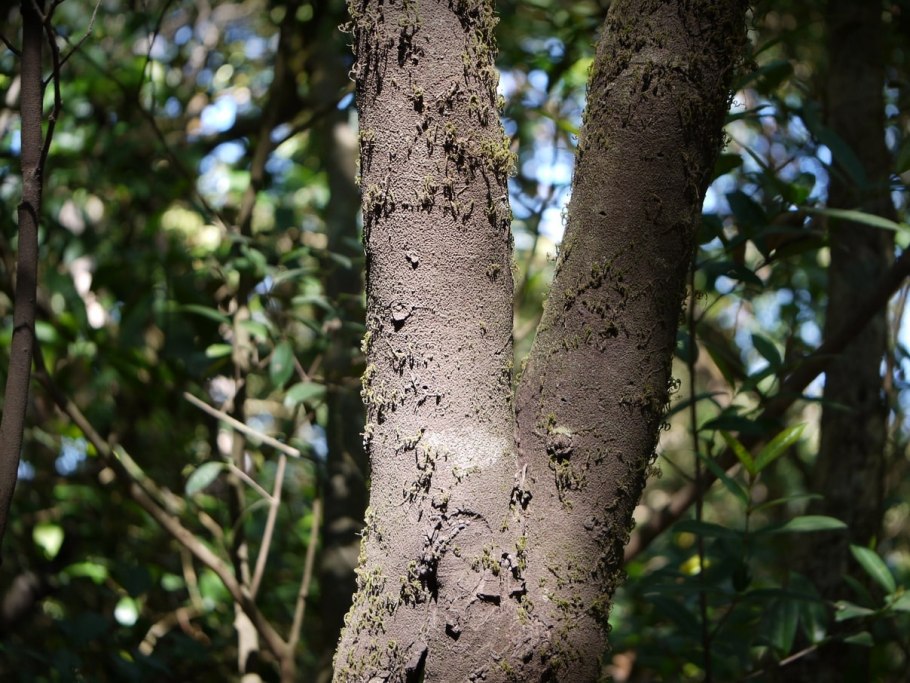 Сандаловое дерево в Индии