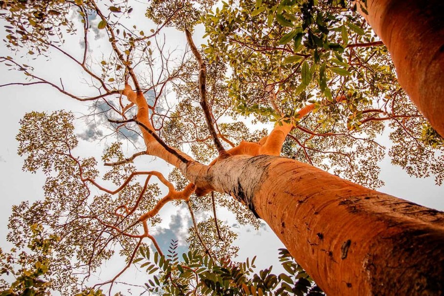 Красное дерево пау Бразил
