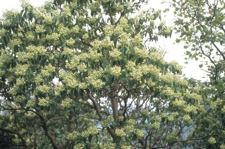 Сандаловое дерево Чили