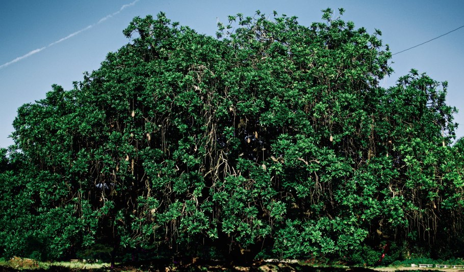 Сандаловое дерево в Индии