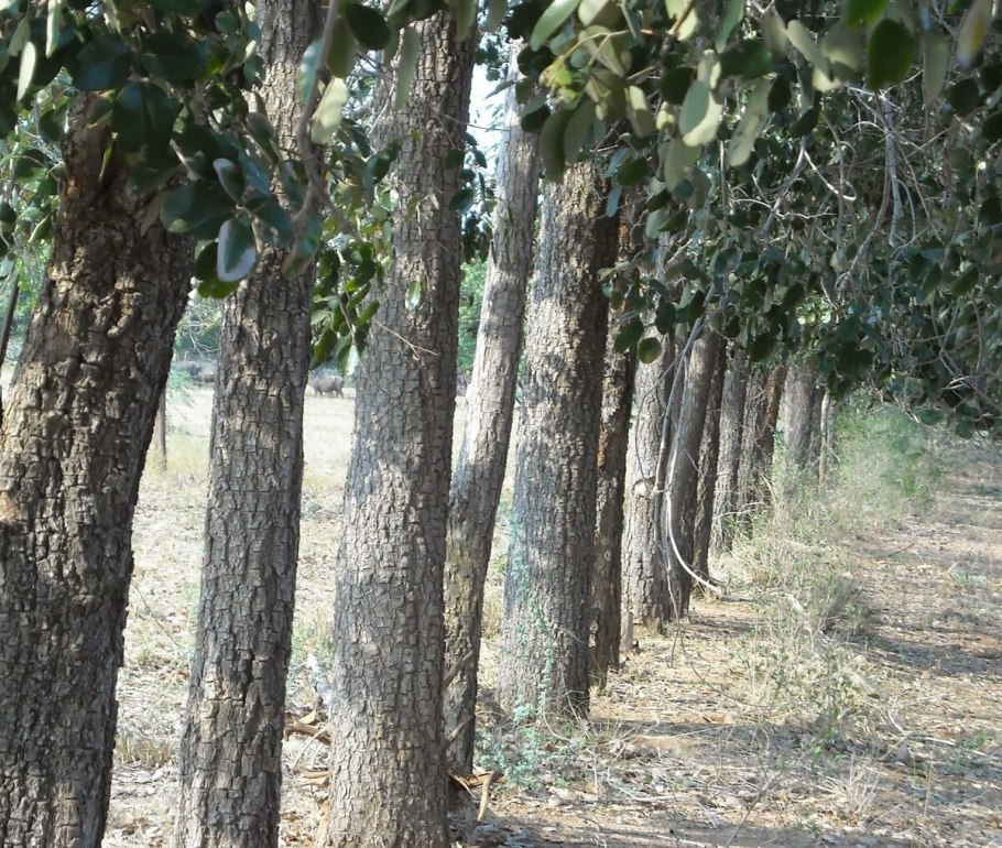 Сандаловое дерево кампеш