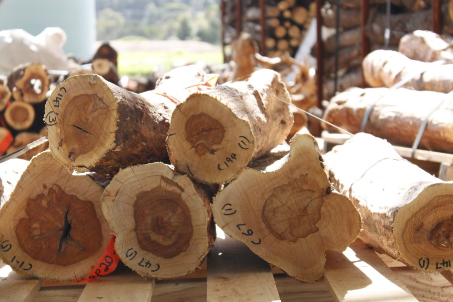 Santalum древесина