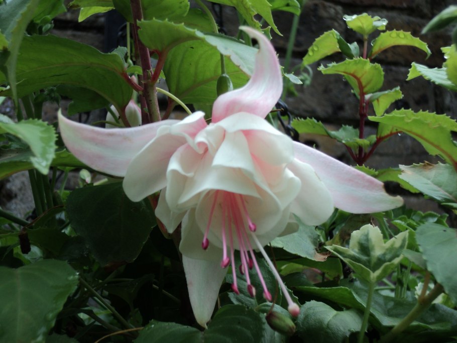 Фуксия сорт Анабель