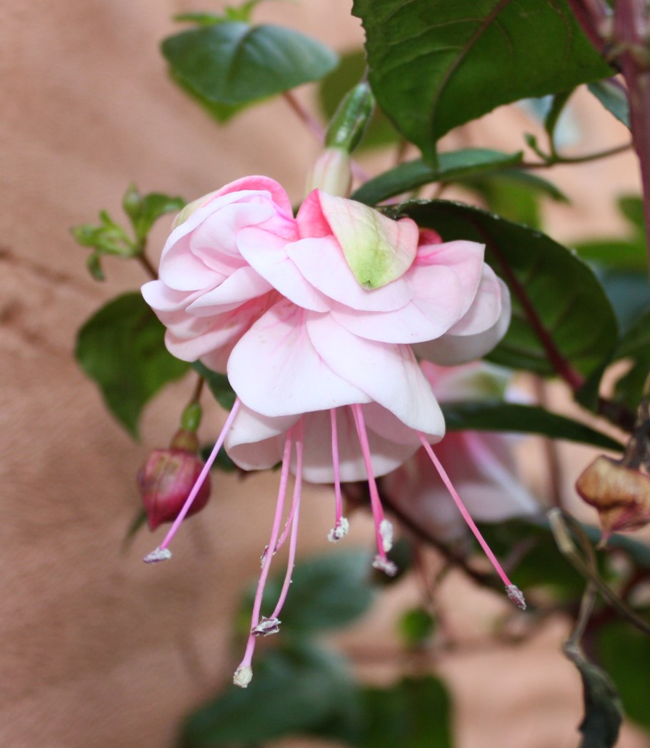 Фуксия Уайт Кинг