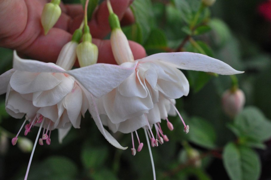 Фуксия сорт Пинто де Блю