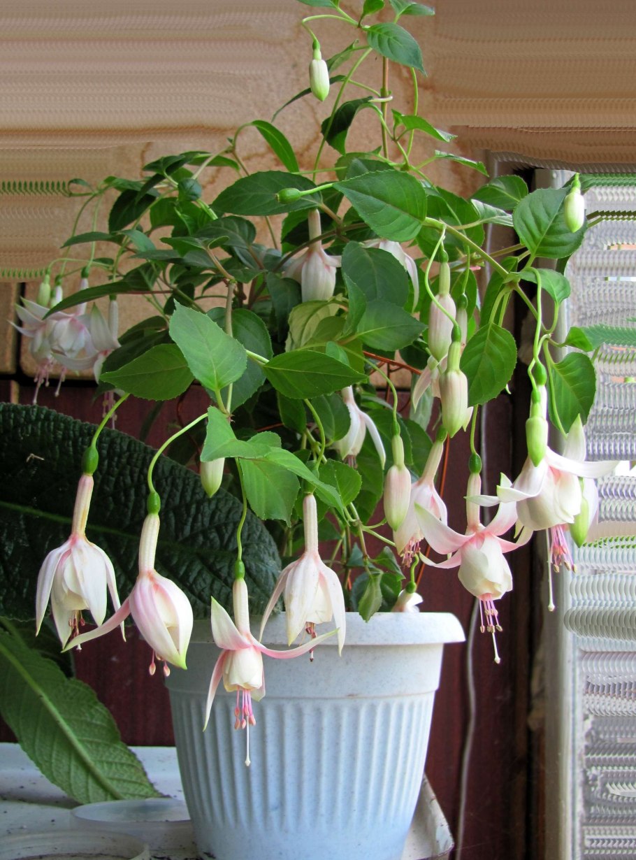 Фуксия Миллениум ампельная