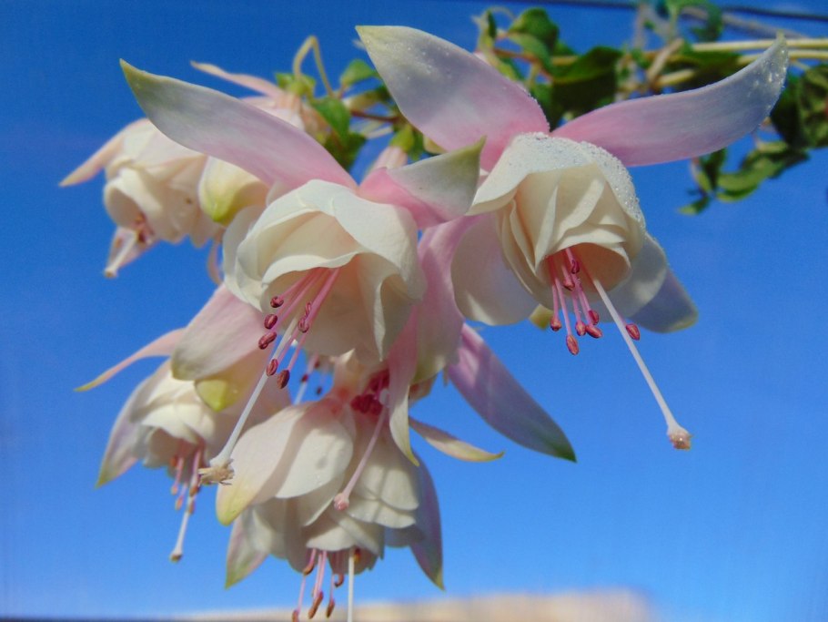 Фуксия Vlierbeekhof