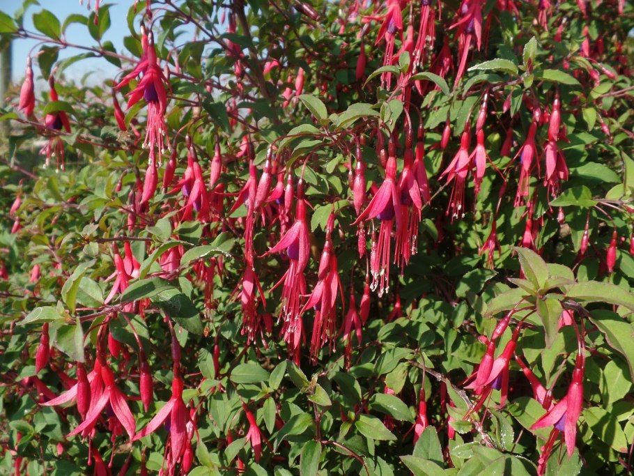 Фуксия Ballerina