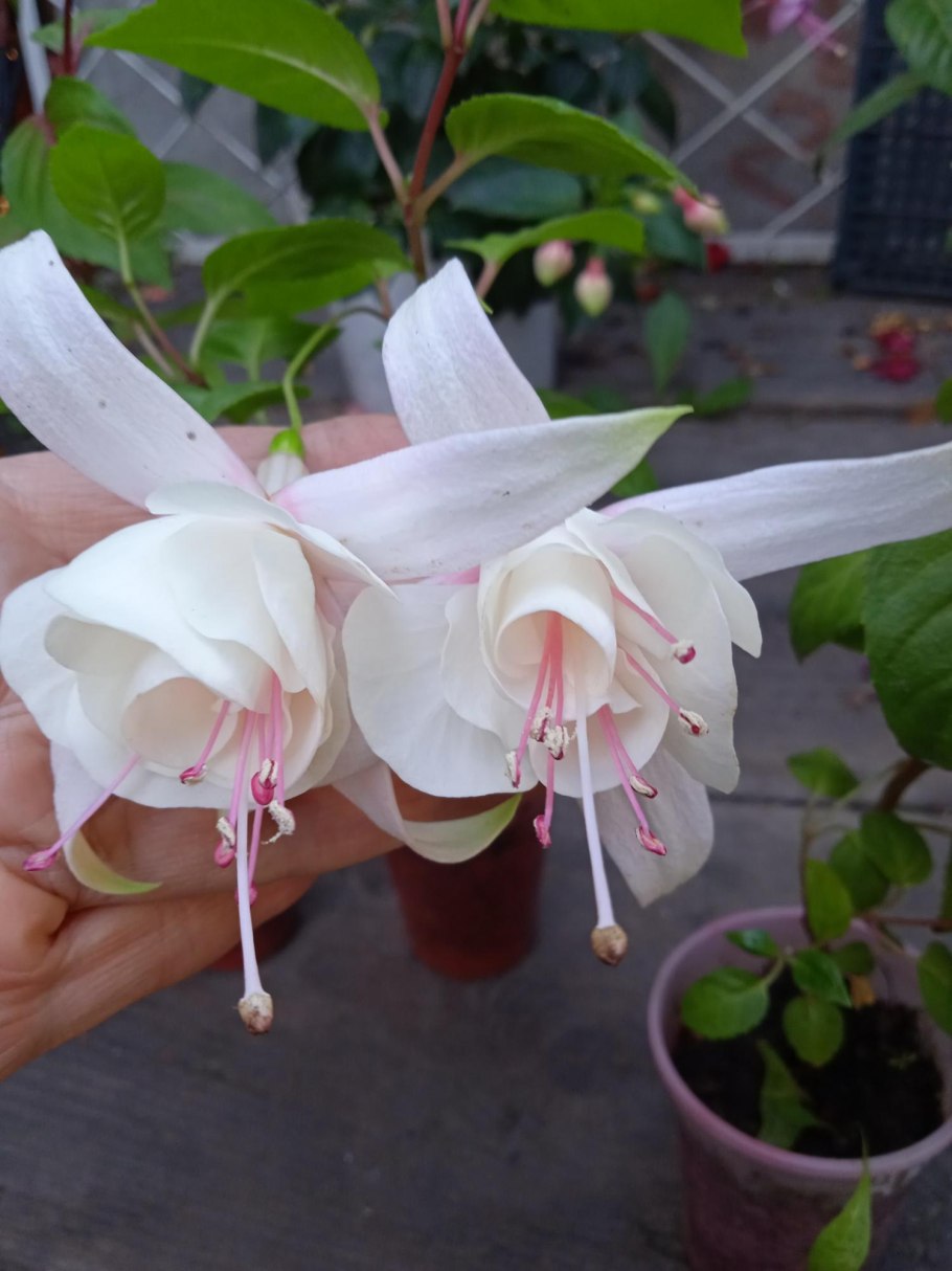 Фуксия Анабель ампельная