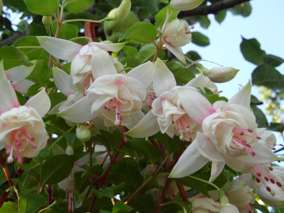 Фуксия Annabelle