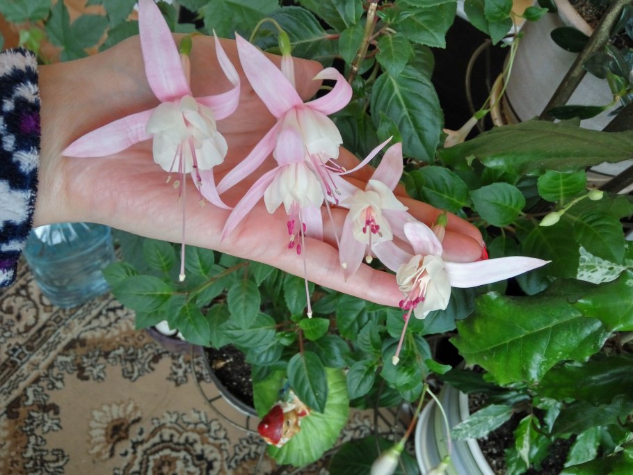 Фуксия голубой ангел