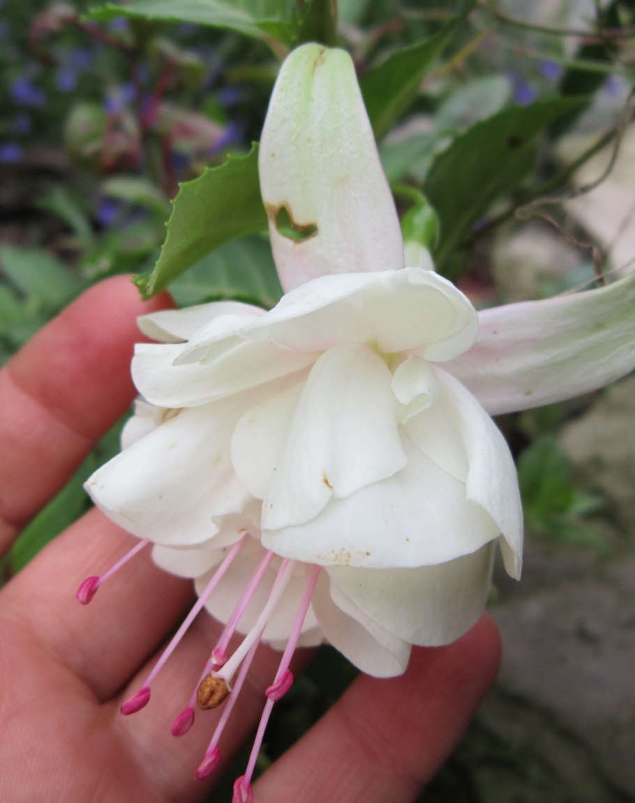 Фуксия Анабель