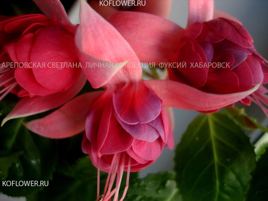 Фуксия Piannes Berg