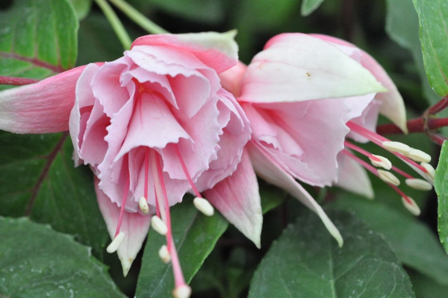 Фуксия Miss Leucadia