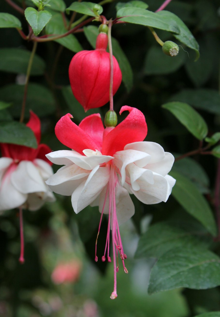 Фуксия Blue Mirage