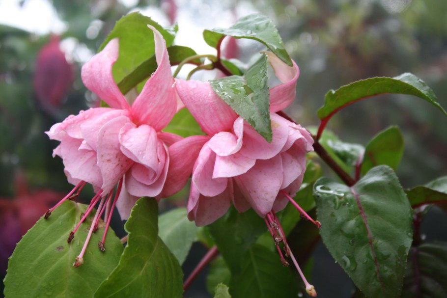 Фуксия 3 Annabel