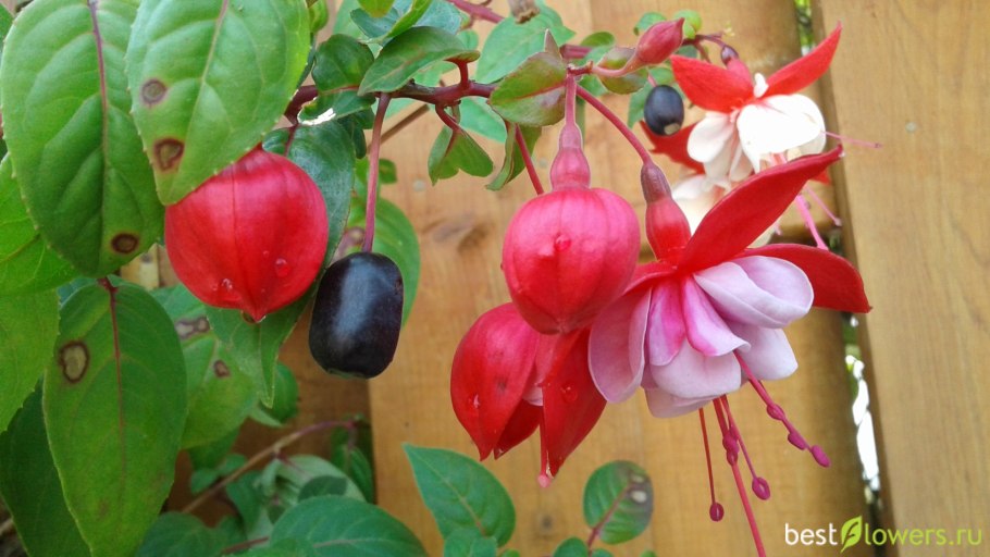 Фуксия Хэппи Веддинг