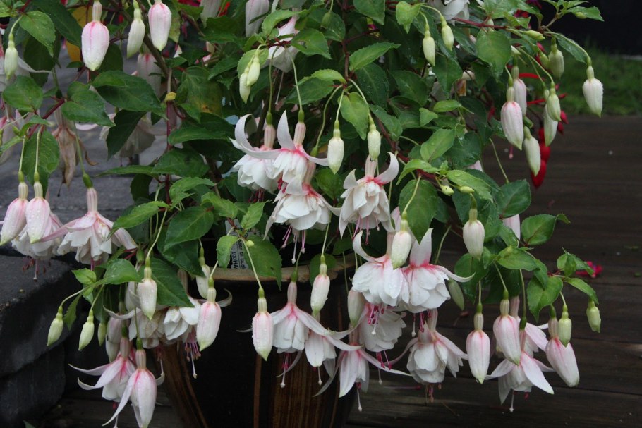 Фуксия Анабель