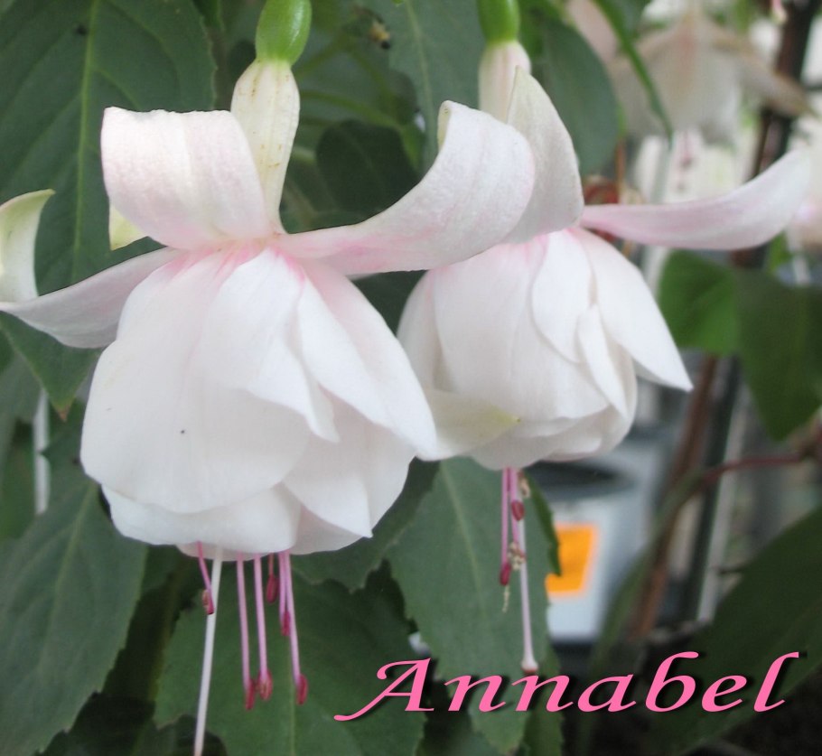 Фуксия сорт Аннабель