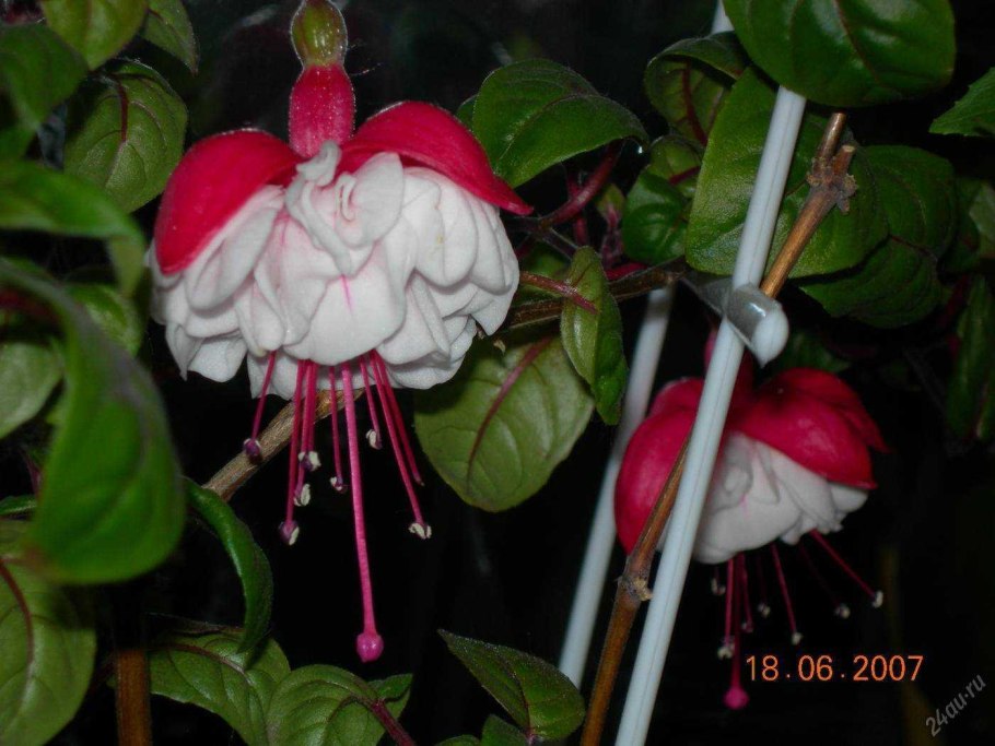 Фуксия Хабанеро