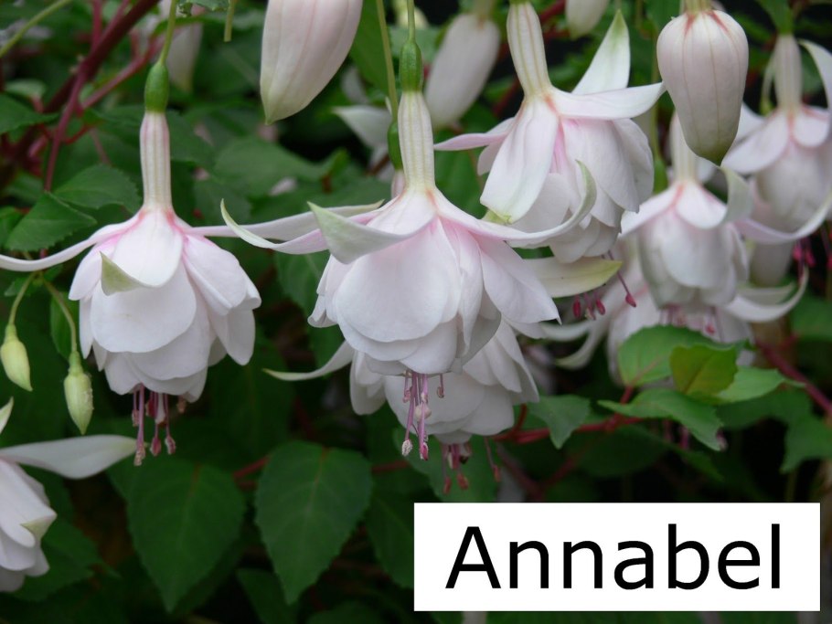 Фуксия Анабель кустовая