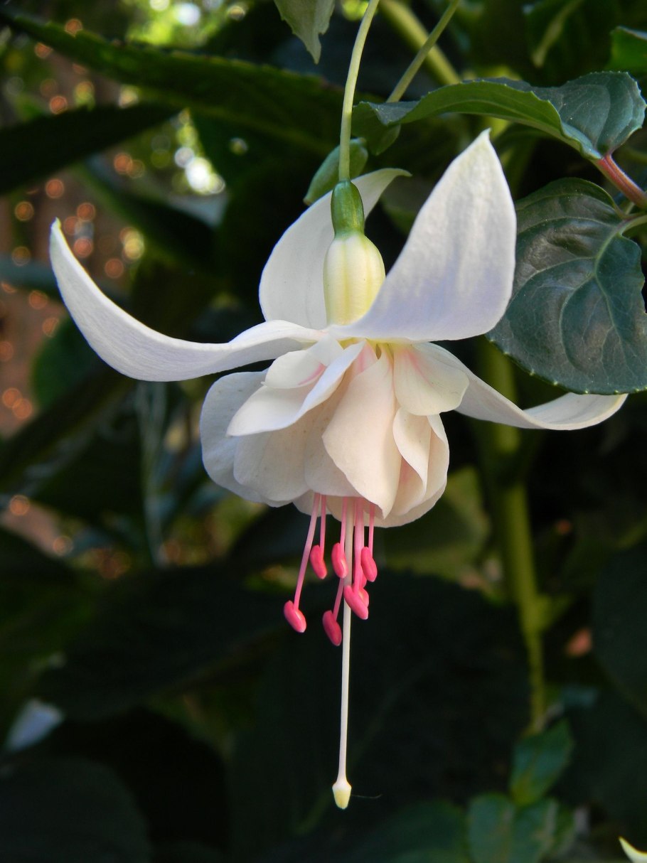 Фуксия Анабель ампельная