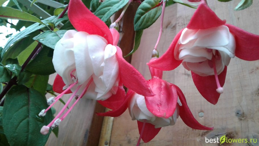 Фуксия Анабель