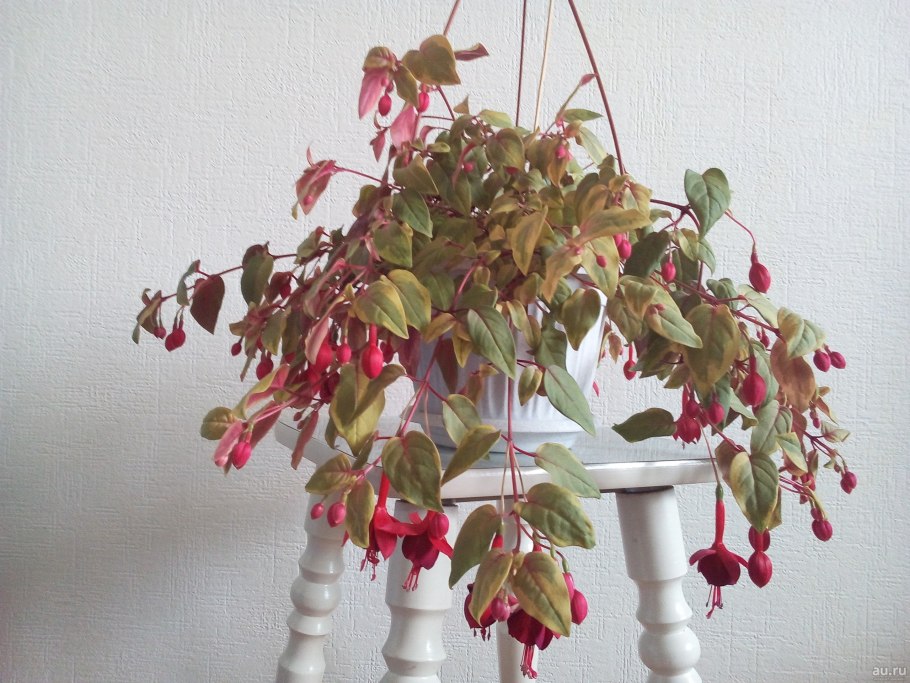 Фуксия ети белая прямост