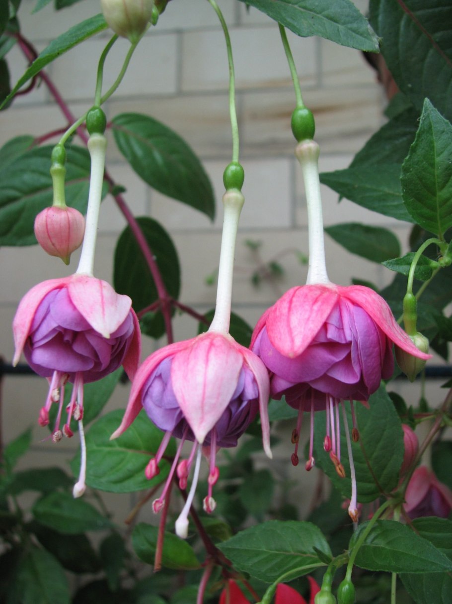 Фуксия basseveldse ezels