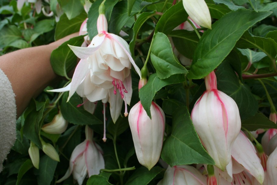 Фуксия ампельная Золотая Моника