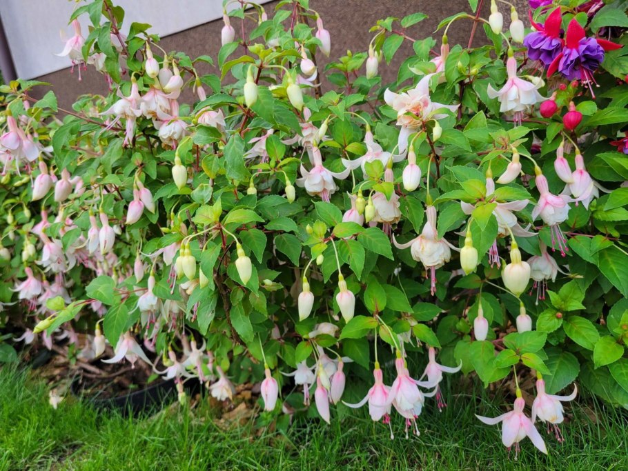 Фуксия Miss Vallejo