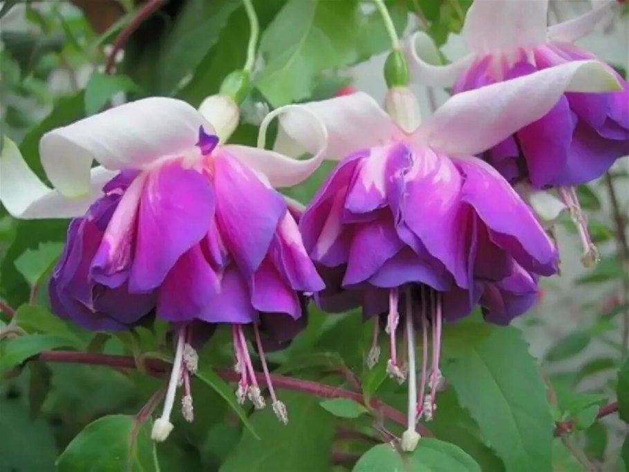 Штамбовая фуксия Анабель