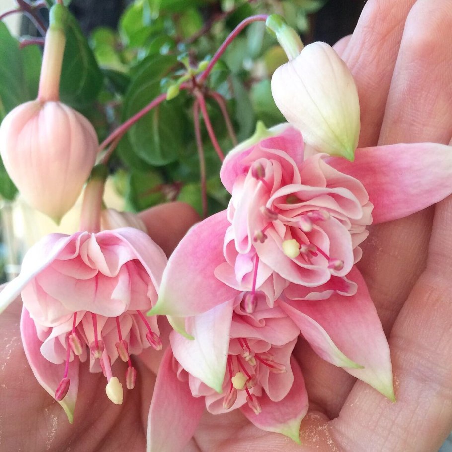 Мирт фуксия