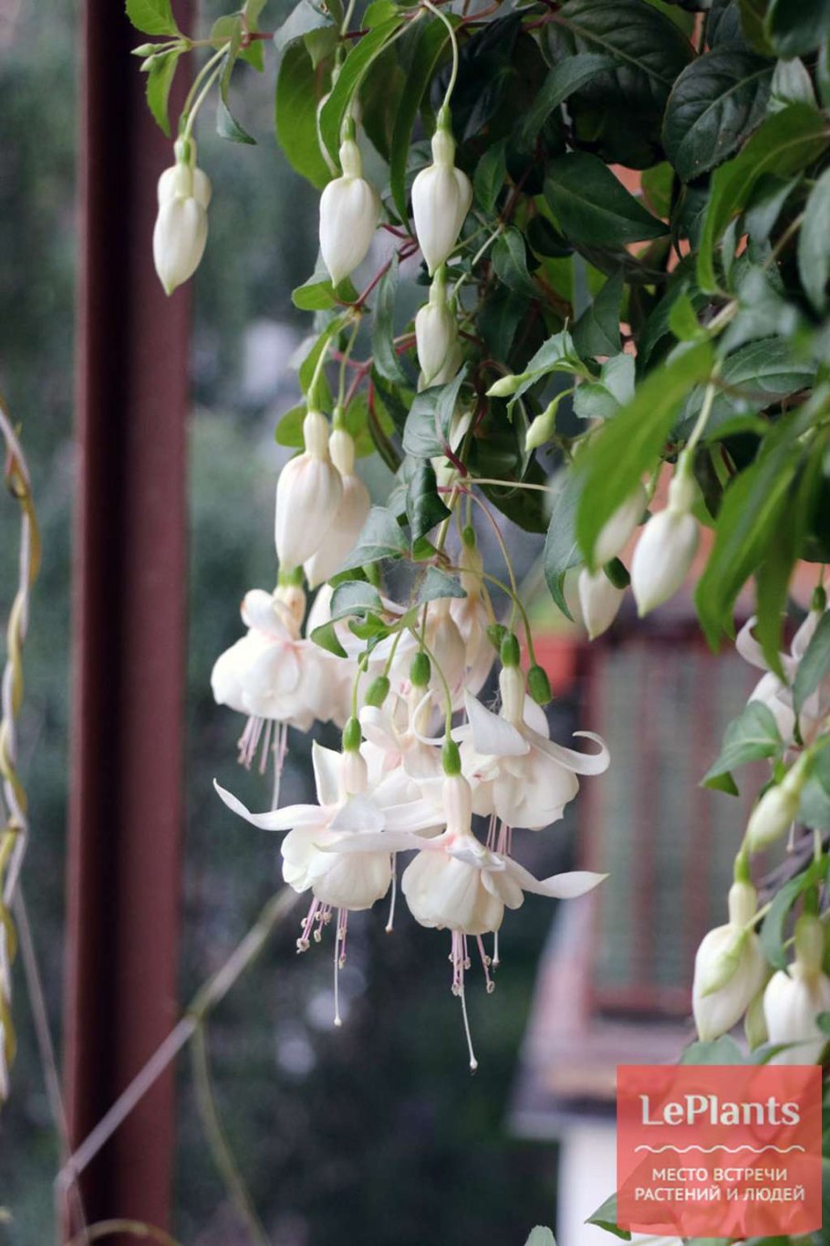 Фуксия Аннабель амп